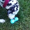 Zogoflex Tux Treat Toy - Aqua