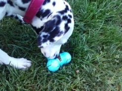 Zogoflex Tux Treat Toy - Aqua