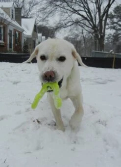 Zogoflex Tizzi - Large - Lime