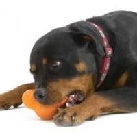 Zogoflex Tux Treat Toy - Orange 4 Zogoflex Tux Treat Toy - Orange - Afbeelding 2
