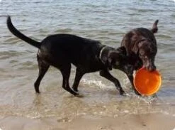 Zogoflex Zisc Flying Disc - Large - Orange -ROGZ || Beeztees || Hill's Winkel file 165