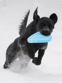 Zogoflex Zisc Flying Disc - Small - Aqua -ROGZ || Beeztees || Hill's Winkel file 167