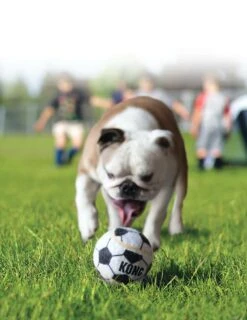 KONG Sport Balls - L - 2 Stuks