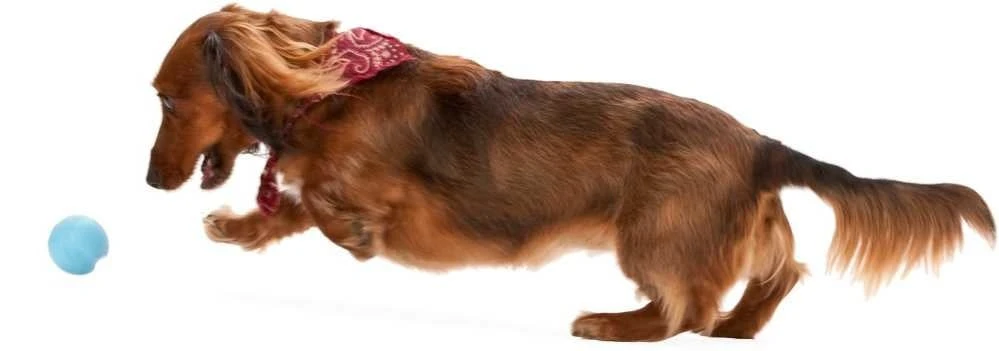 Zogoflex Jive - Small - Aqua 3 Zogoflex Jive - Small - Aqua