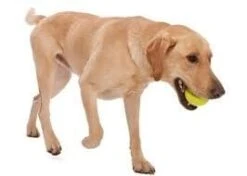 Zogoflex Jive - Small - Lime 8 Zogoflex Jive - Small - Lime -ROGZ || Beeztees || Hill's Winkel file 186