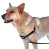 PetSafe Anti-Trek Hondentuig Easy Walk ® Zwart -ROGZ || Beeztees || Hill's Winkel file 384
