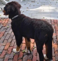 Hondenhalsband Met Naam Medium Black