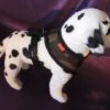 Puppia Soft Harness - S - Camouflage