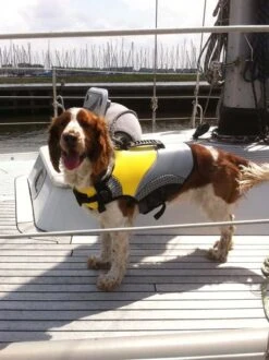 Hondenzwemvest Pro Life -ROGZ || Beeztees || Hill's Winkel file 48