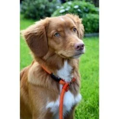 Rebel Petz Trainingslijn - Large - Orange -ROGZ || Beeztees || Hill's Winkel file 560