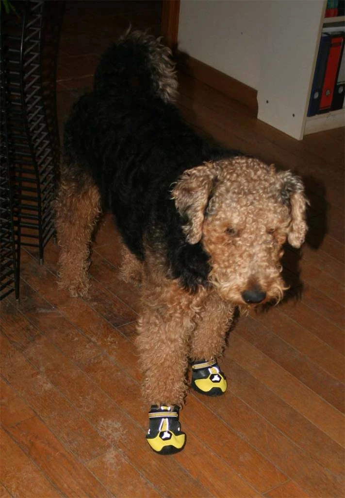 Hondenschoen 4Seasons Geel 4 Hondenschoen 4Seasons Geel - Afbeelding 2