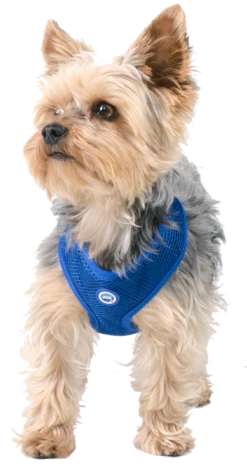 Cooling Round Loop Harnass Pacific Blue -ROGZ || Beeztees || Hill's Winkel file 8
