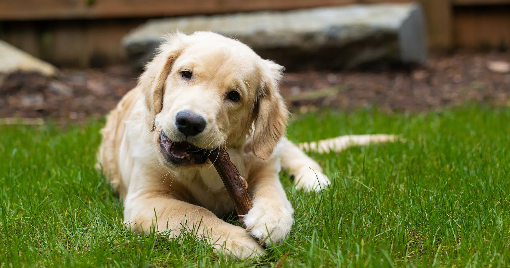 ROGZ || Beeztees || Hill's Winkel -ROGZ || Beeztees || Hill's Winkel cute golden retriever puppy dog chewing on a toy stick in the back yard on green grass